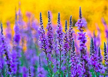 《暗黑4》国外主播单挑世界Boss 成功击杀两次